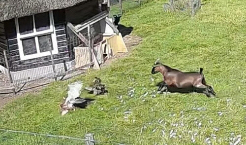 매한테 공격받는 암탉을 구출하는 수탉과 염소. 암탉이 매의 공격을 받은 후 염소가 구해주기 위해 달려가고 있다. <Dogtooth Media 유튜브 캡처>